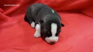 husky puppies for sale