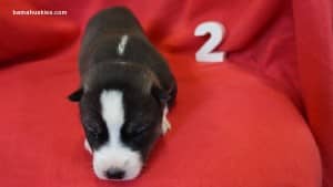 Siberian husky puppies for sale