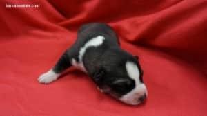 husky puppies for sale