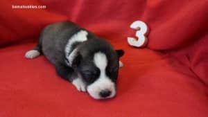 Siberian husky puppies for sale