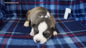 Siberian husky puppies for sale