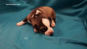 husky puppies for sale