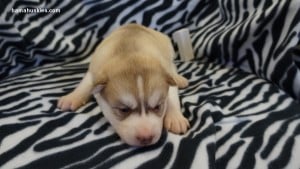 red and white husky puppies for sale