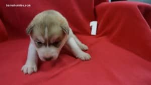 husky puppies for sale Xmas puppies