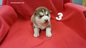 husky puppies for sale
