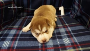 husky puppies