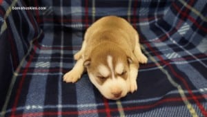 red and white husky puppies for sale Alabama