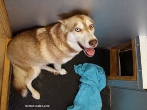 husky puppies for sale