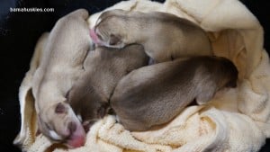 chocolate husky puppies for sale