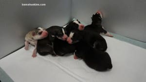 husky puppies for sale