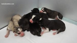 husky puppies for sale