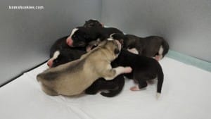 husky puppies for sale