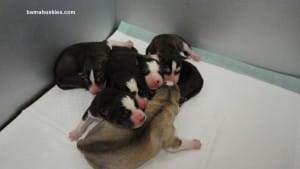 husky puppies for sale