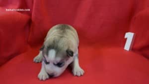 husky puppies for sale 