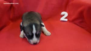 husky puppies for sale