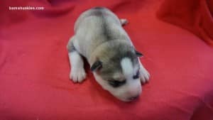 Husky puppies for sale in Alabama