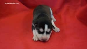 Husky puppies for sale in Georgia