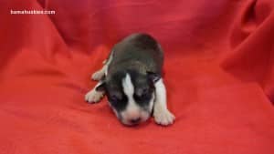 Husky puppies for sale in Tennessee