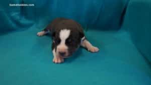 Husky puppies for sale in Florida