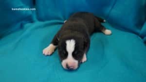 Husky puppies for sale in Mississippi