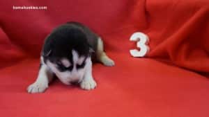 husky puppies for sale