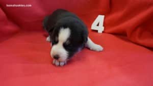 husky puppies for sale