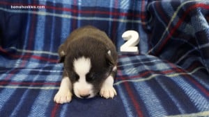 husky puppies for sale