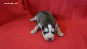 husky puppies for sale