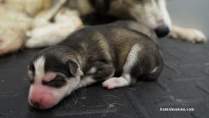 Siberian husky puppies for sale alabama