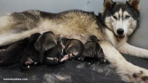 Siberian husky puppies for sale