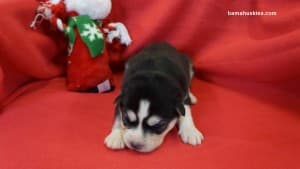 husky puppies for sale