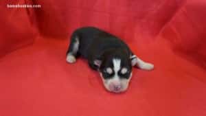 husky puppies for sale