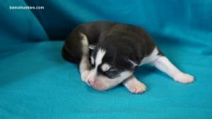 husky puppies for sale
