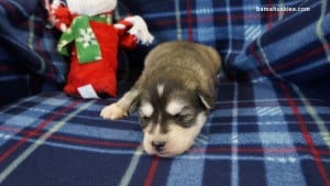 husky puppies for sale