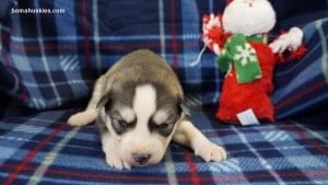 husky puppies for sale