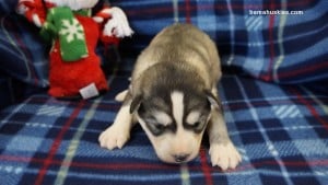 husky puppies for sale