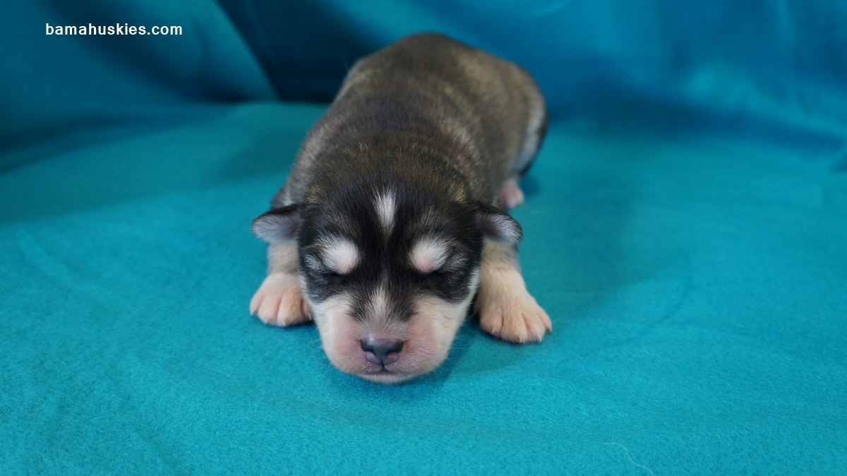 Lexi's Husky Puppies 5 Weeks Old Siberian Husky Puppies For Sale