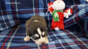 husky puppies for sale