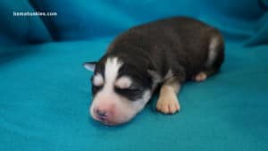 husky puppies for sale