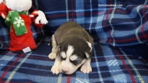 husky puppies for sale