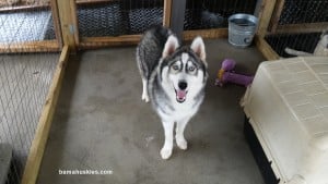 grey and white husky