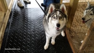 grey and white husky