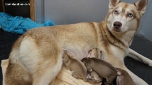 red and white husky puppies for sale