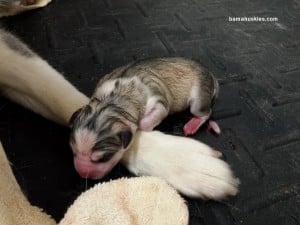 husky puppies for sale