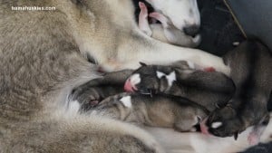 siberian husky puppies for sale