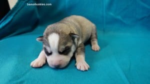 grey and white husky puppy for sale