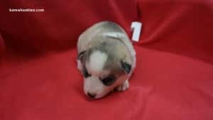 husky puppies for sale alabama