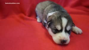 husky puppy
