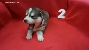 husky puppies for sale alabama