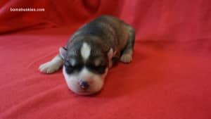 grey and white husky puppy for sale